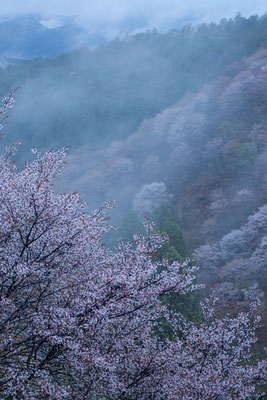 Cherry blossoms in Yoshino