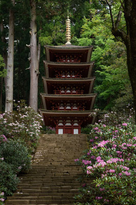 Five storied pagoda and rhododendrom in Muro-ji