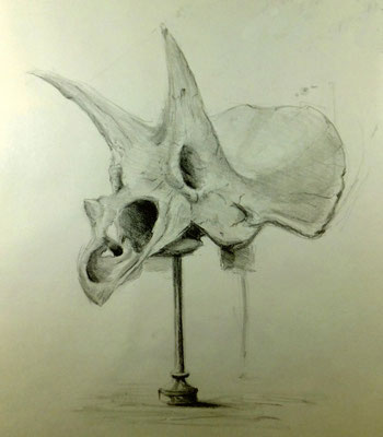 Germaine, Tricératops horridus
