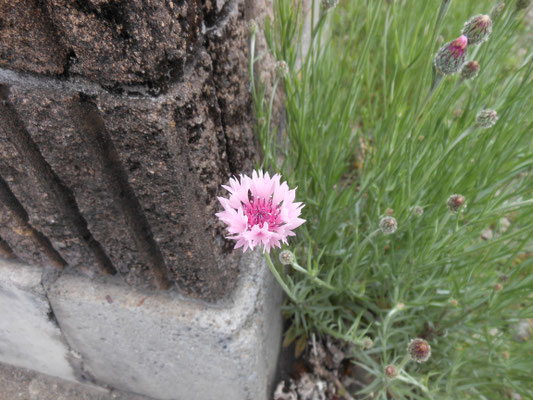 道端に咲く花