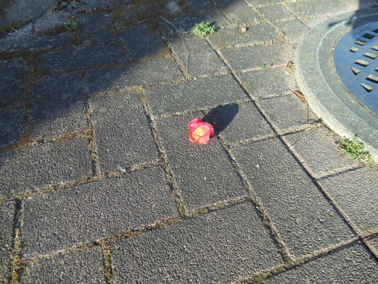 路上に落ちていた椿？の花