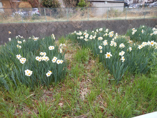 正観寺川沿いの花