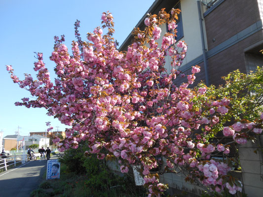 川沿いの花