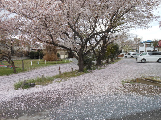 桜のじゅうたん