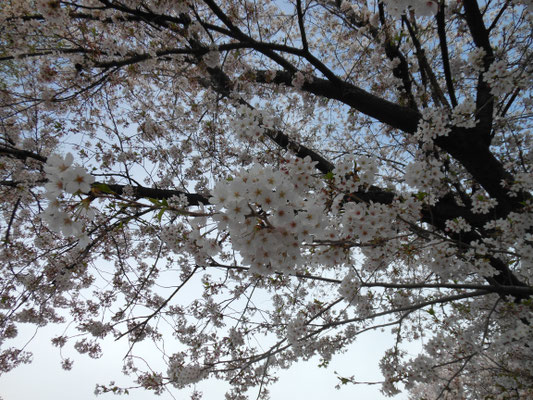 井野神社の桜