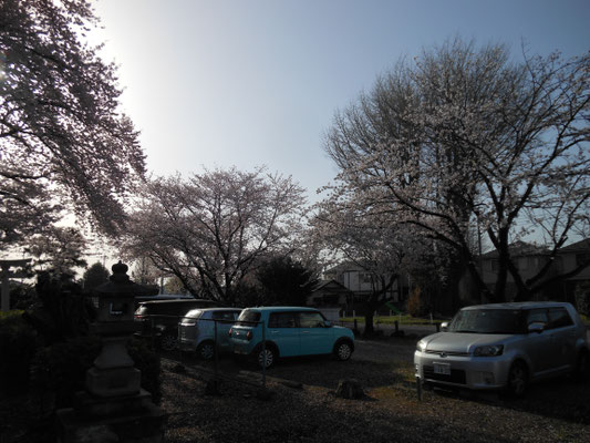 井野神社の桜