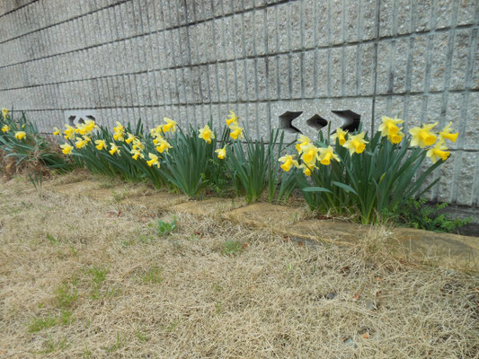 駐車場に咲く花