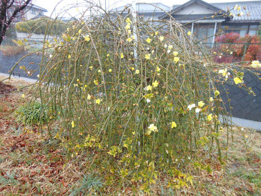 黄色い花