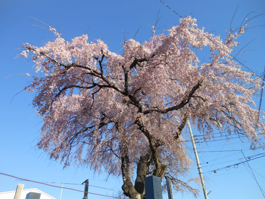 線路沿いの桜