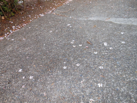 鳥がついばんだ桜の花