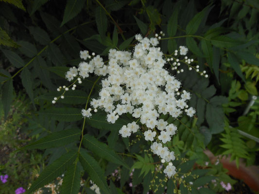 散歩中みつけた花