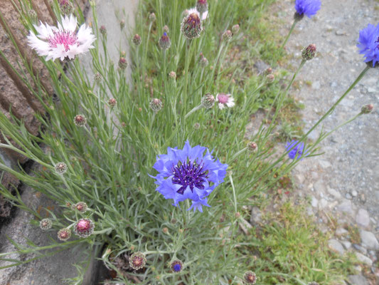 道端に咲く花