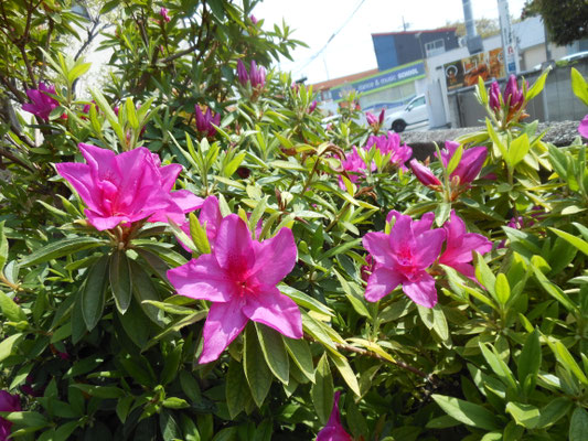 庭に咲く花