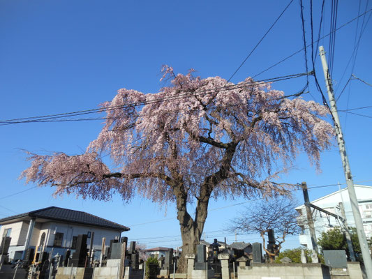 線路沿いの桜