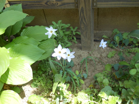 庭に咲く花
