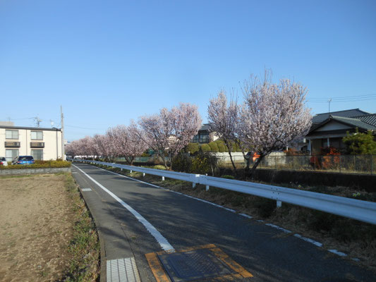 桜の道