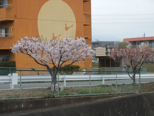 正観寺川の桜