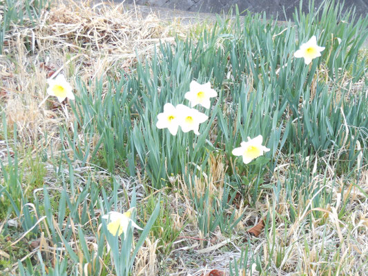 川沿いの花