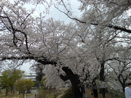 前橋公園
