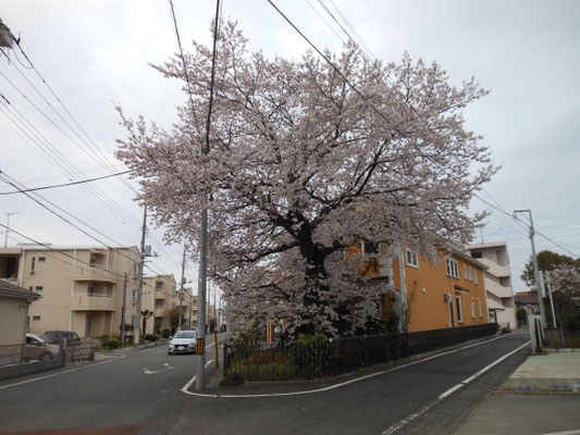 井野駅周辺の桜