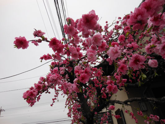ピンクの花