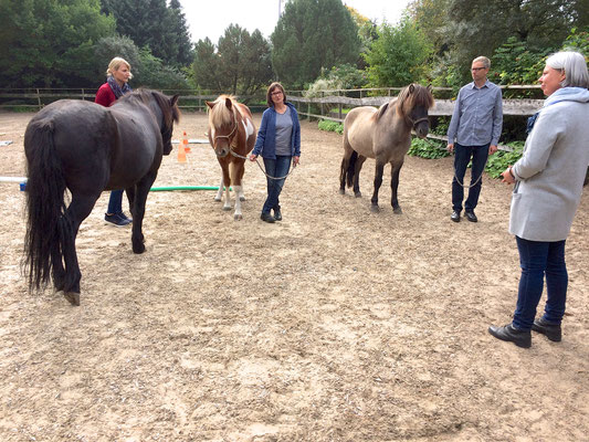 Ausbildung Horse Assisted Coach Norddeutschland