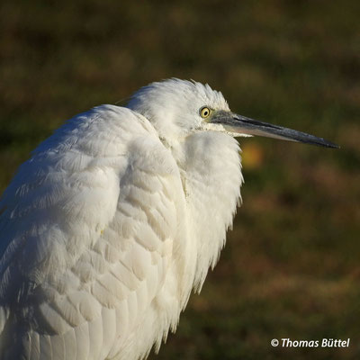 Little Egret