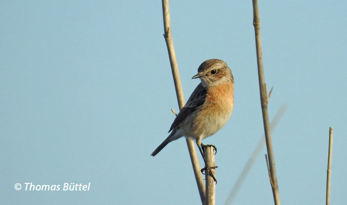 Stonechat female
