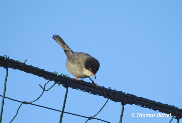 Sardinian Warbler