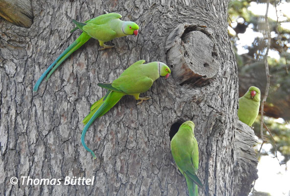 Ring-necked Parakeets