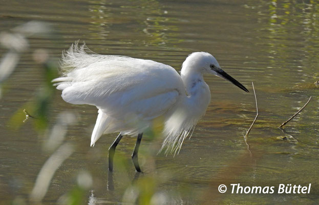Little Egret