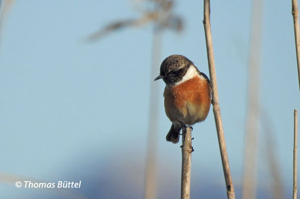 Stonechat male