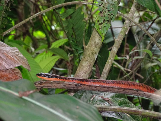 Foto tomada de la página de facebook de "Amigos De La Selva De Florencia - Caldas"