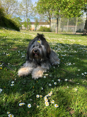 Blumenkindi