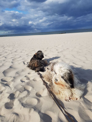 Laila und Mika am Meer, lieben Dank Ute für die tollen Fotos