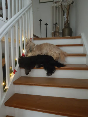 Filou und Merlin lieben ihre Treppe