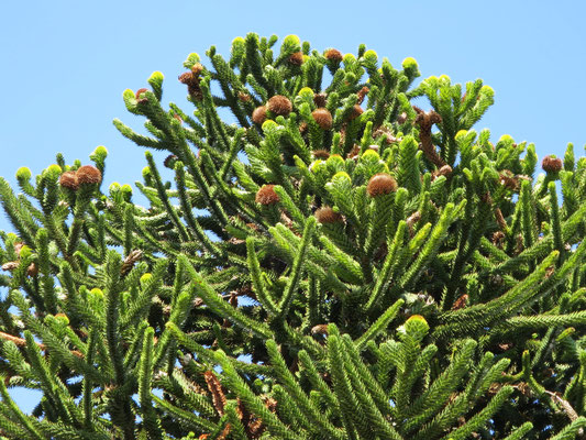 Araucaria araucana (Chilenische Andentanne) im Botanischen Garten von Lyon