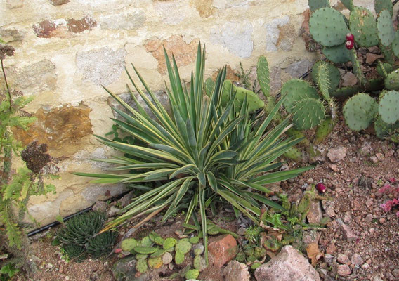 Yucca gloriosa 'Variegata' (Panachierte Kerzen-Palmlilie), Oktober 2011 im Burgund