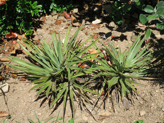 Trithrinax campestris im Burgund im August 2015