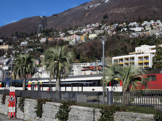 Butia yatay am Bahnhof von Locarno (Tessin), Februar 2016