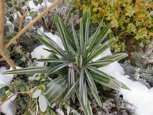 Rhapidophyllum hystrix, Nadelpalme, Januar 2015