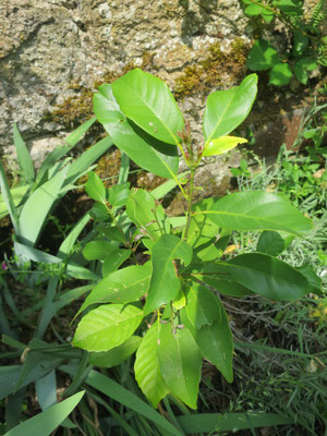 Quercus glauca