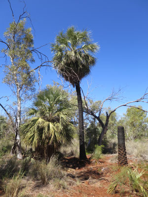 Livistona alfredii, Millstream palm, habitat