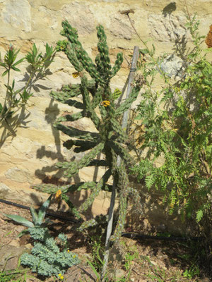 Cylindropuntia imbricata