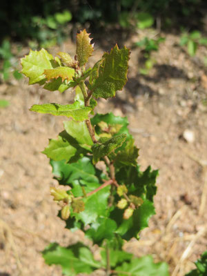 Quercus agrifolia (Küsten-Lebenseiche), August 2014