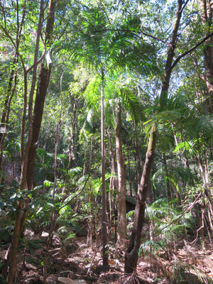 Carpentaria acuminata, Jim Jim Falls, Kakadu-Nationalpark