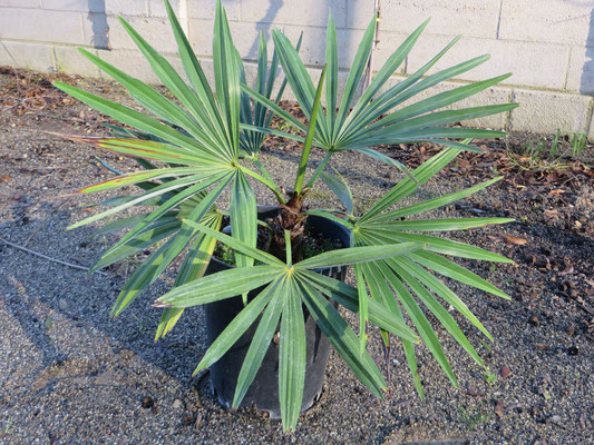 Trachycarpus geminisectus vor der Auspflanzung in Schaffhausen im Topf