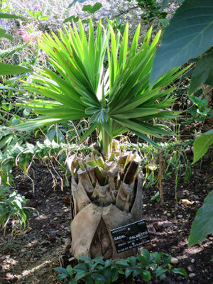 Sabal palmetto (Palmetto-Palme) im Botanischen Garten von Lyon