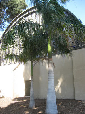 Roystonea regia, Balboa Park, San Diego