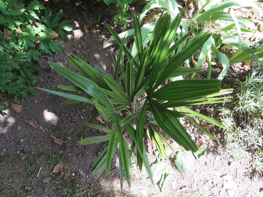 Rhapidophyllum hystrix im Burgund Juli 2014